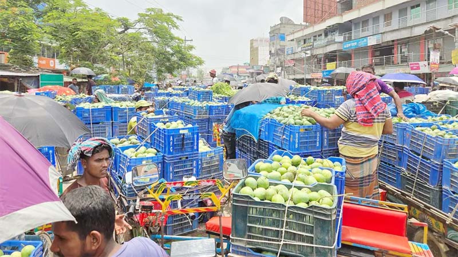 নওগাঁর আম যাচ্ছে যুক্তরাষ্ট্রে