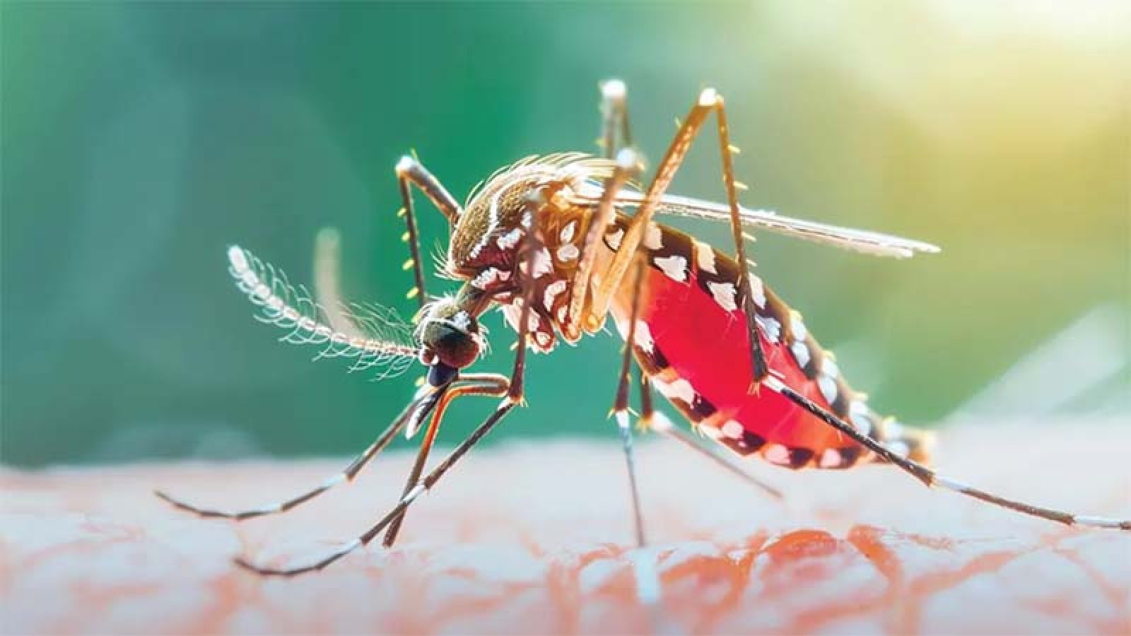 ডেঙ্গু আক্রান্ত হয়ে ৯ জনের মৃত্যু