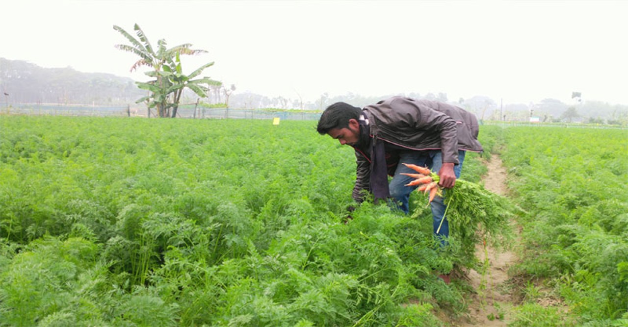 যশোরে ৮০ হেক্টর জমিতে চাষ হচ্ছে বিষমুক্ত গাজর