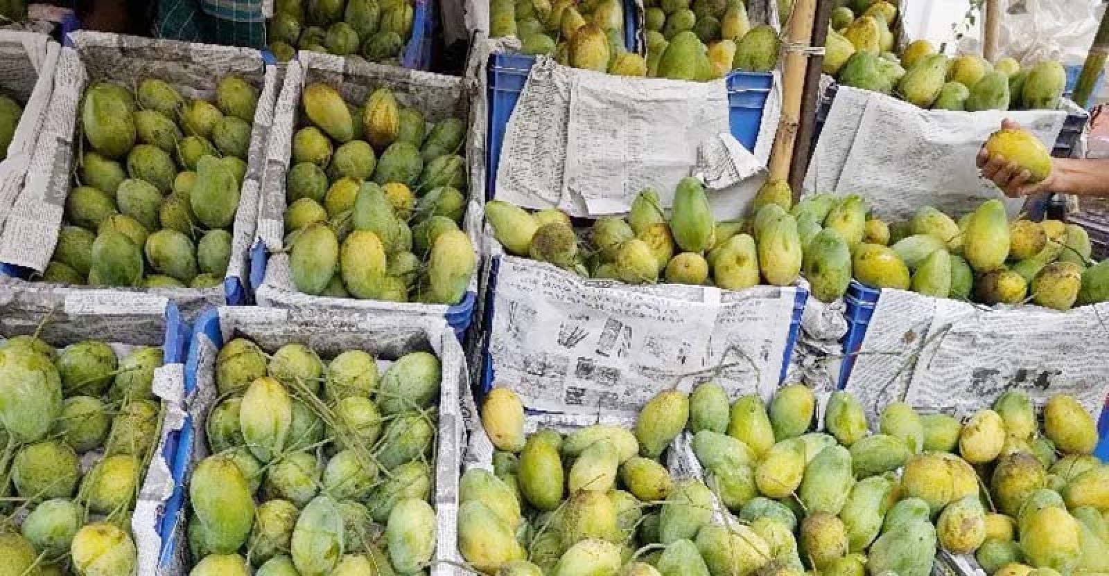ভরা মৌসুমেও চড়া দামে বিক্রি হচ্ছে আম