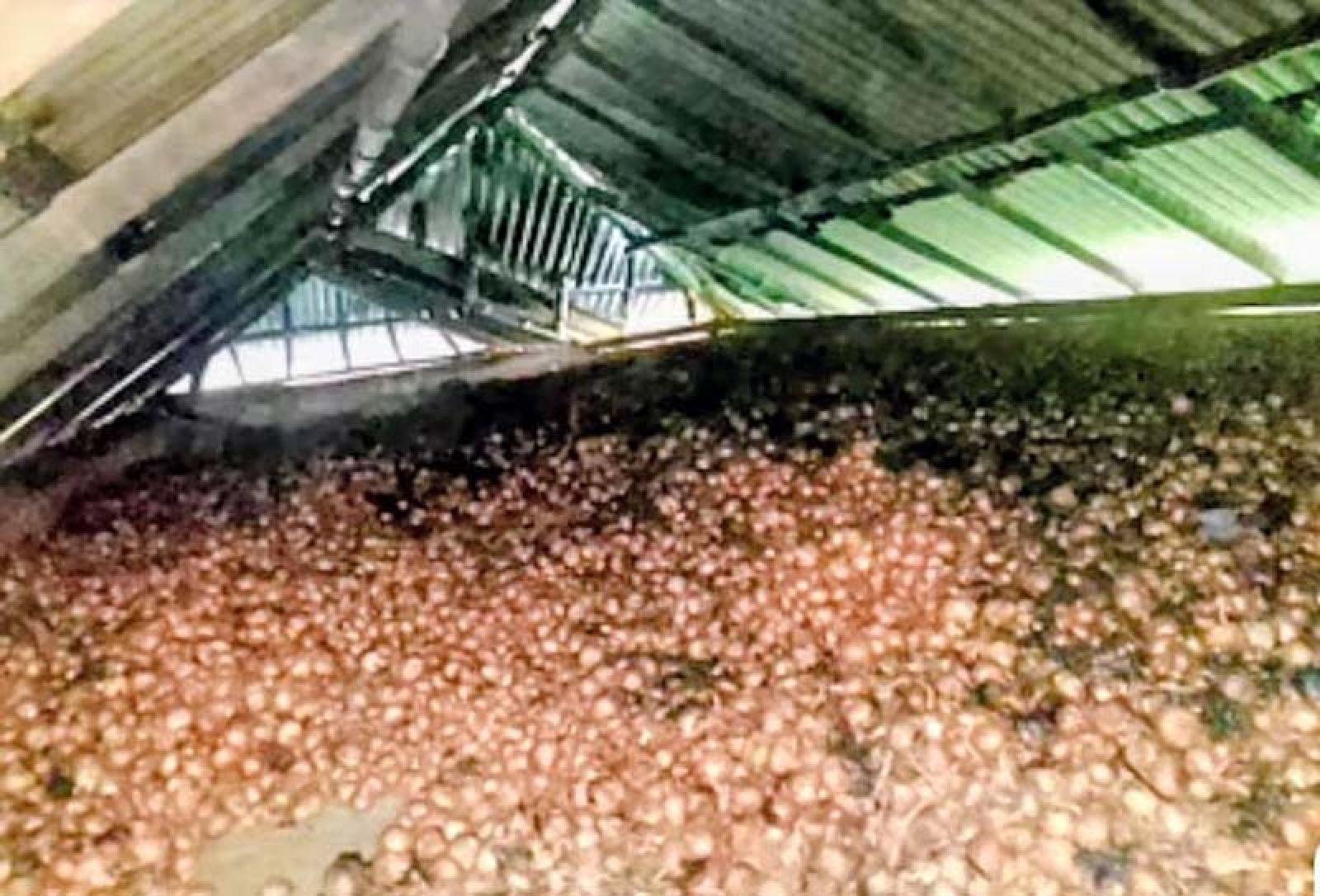 বাড়িজুড়ে পেঁয়াজের পোড়া গন্ধ, অগ্নিকাণ্ডে কৃষকের সব শেষ