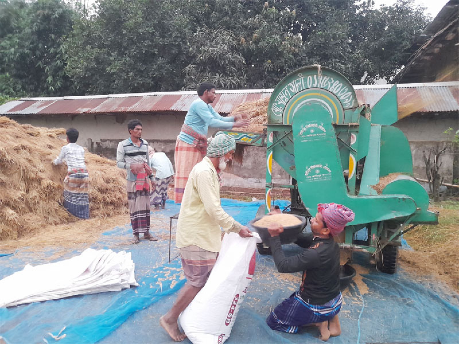 নিয়ামতপুরে ধান কাটতে ভরসা শিবগঞ্জের 'জিনাপাটি'