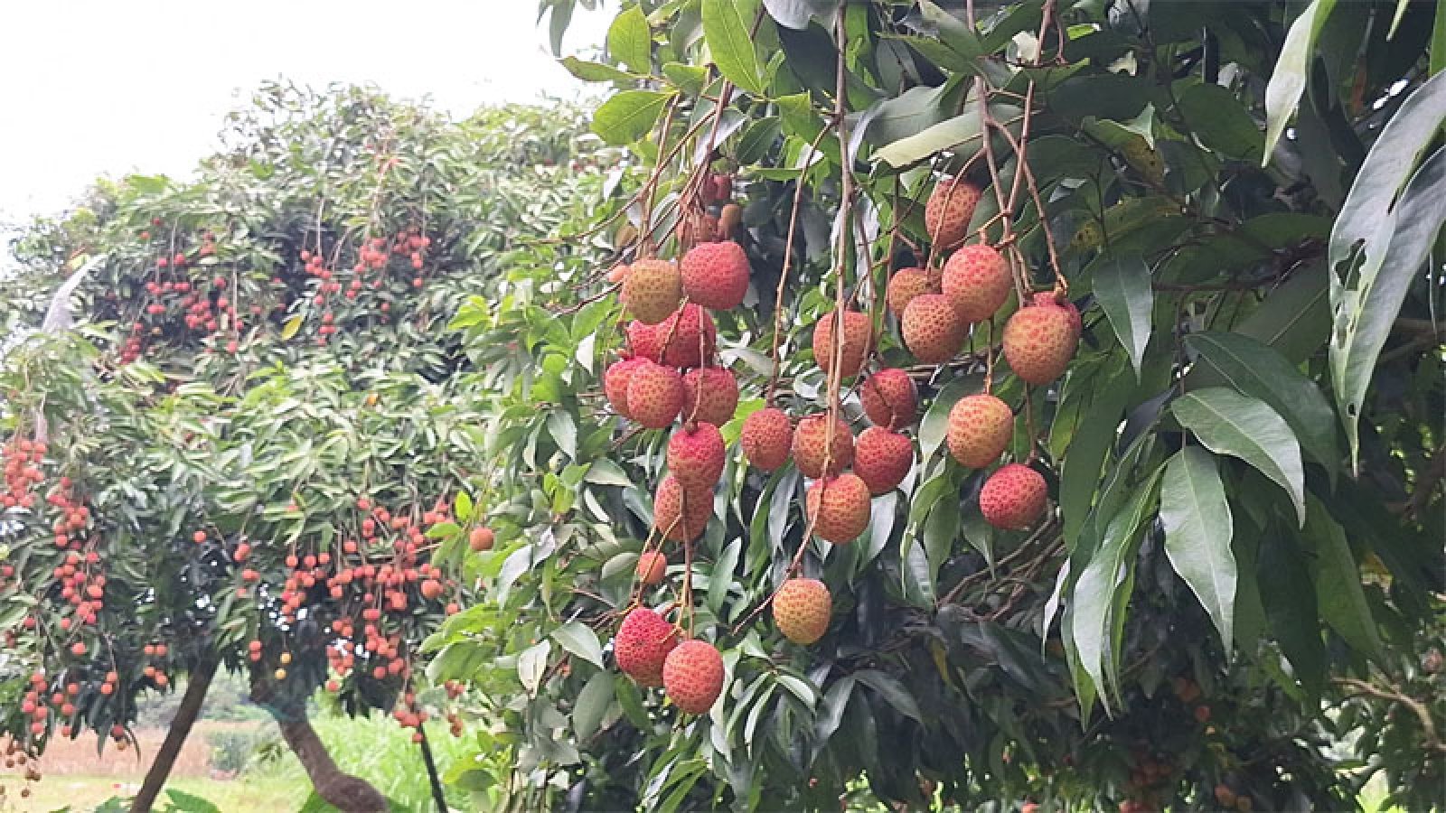 মঙ্গলবাড়িয়ার রসালো লিচু ১২ কোটি টাকা বিক্রির আশা