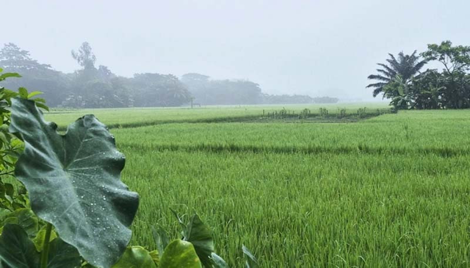 ভোরের শিশিরকণা-কুয়াশা জানান দিচ্ছে শীতের আগমনী বার্তা