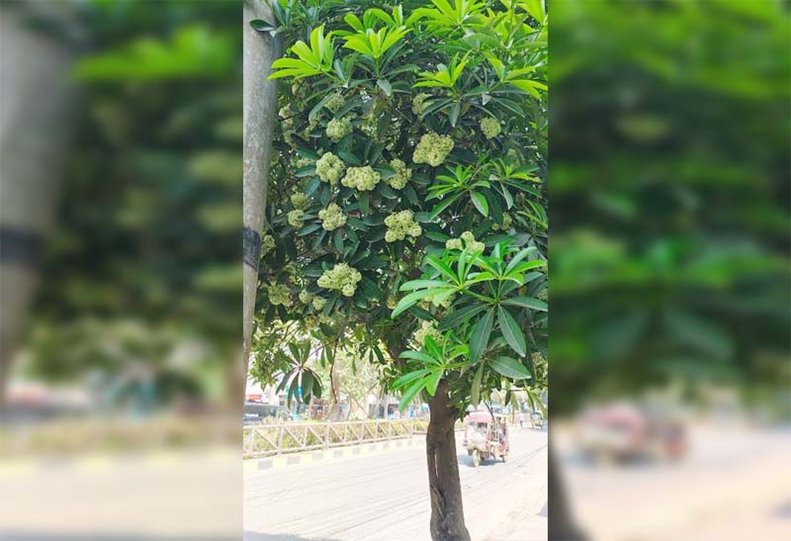 ছাতিমের সুবাসে হেমন্তের মায়া, অন্য এক রাজশাহী