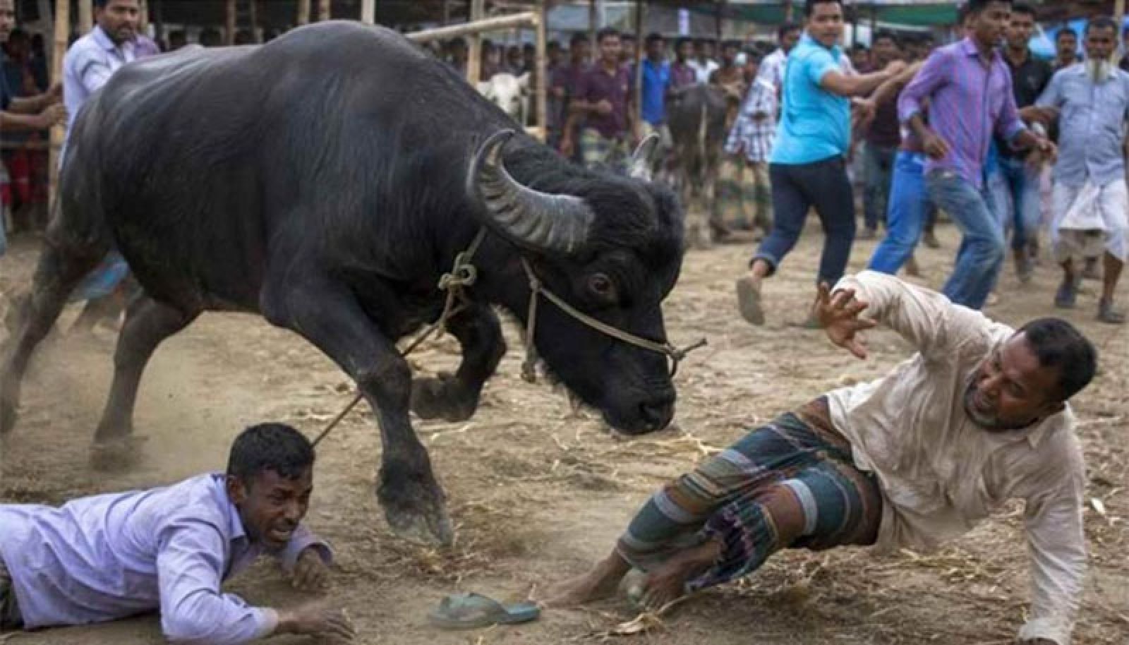কোরবানির হাটে মহিষের তাণ্ডব, প্রাণ গেল দুজনের