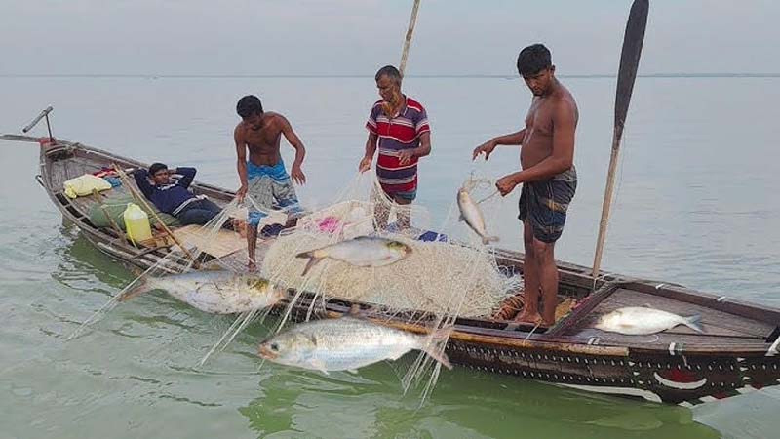 অবৈধ জালে মাছ শিকার আর ফারাক্কা বাঁধের প্রভাবে রাজশাহীর পদ্মায় বিলুপ্তপ্রায় ইলিশ, কমছে দেশীয় মাছ