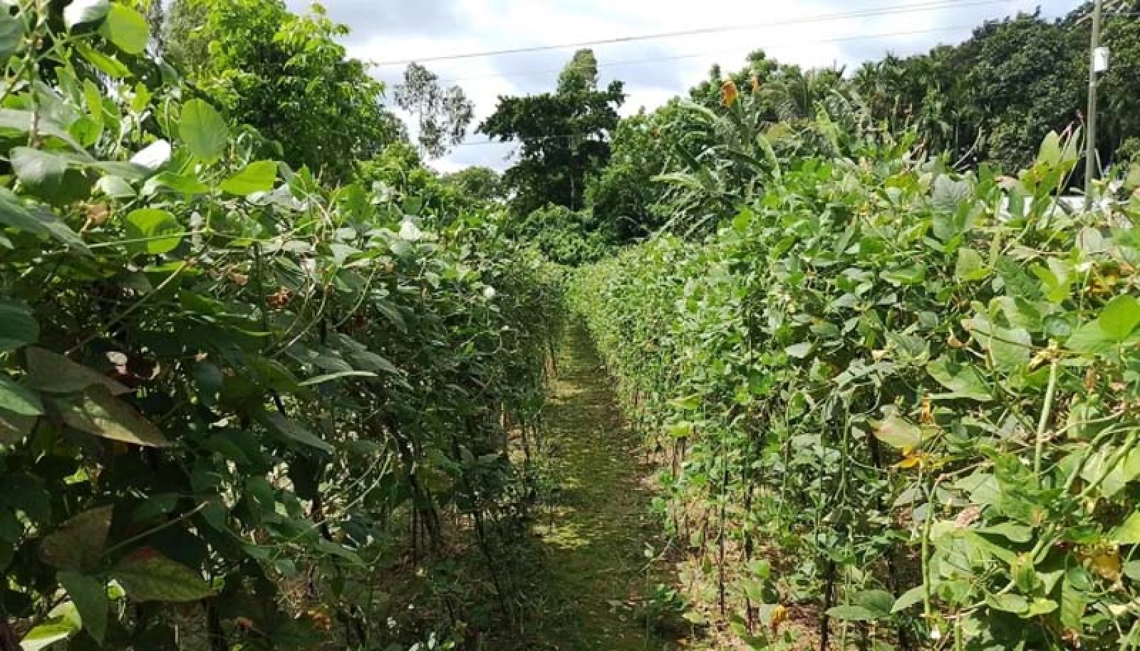 কুড়িগ্রামে সবজির  ভালো দামে  লাভবান হচ্ছেন  চাষিরা