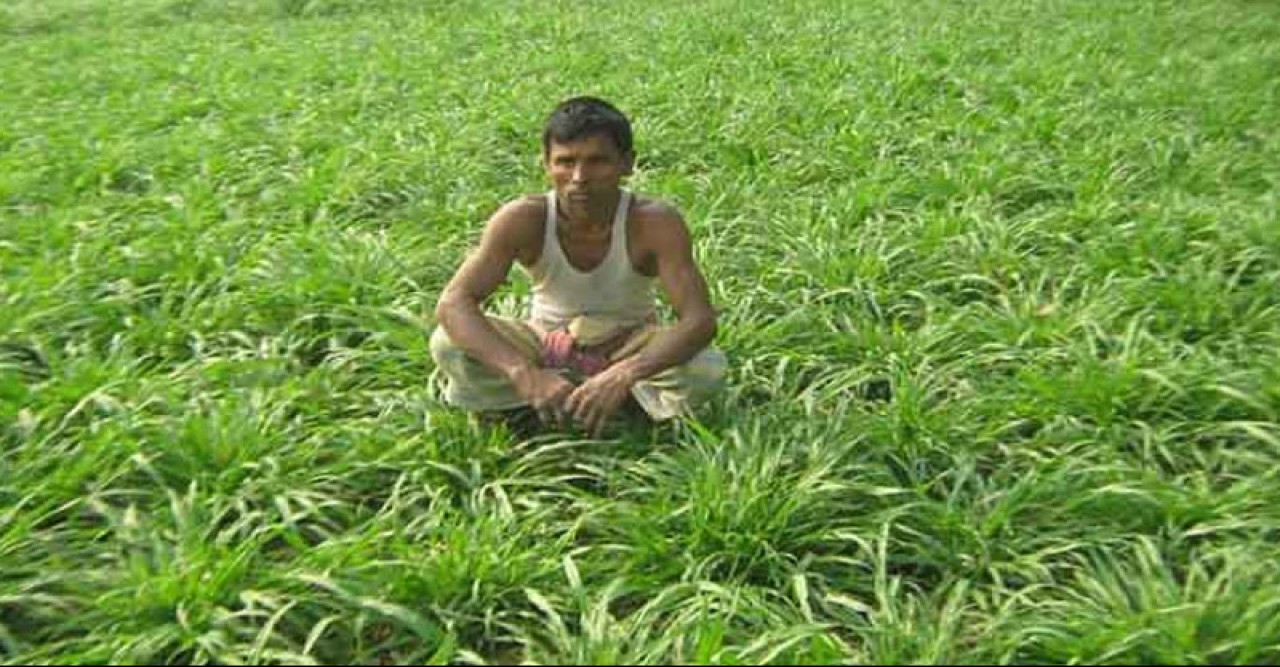 ঘাস চাষে সফলতা পাচ্ছেন কুড়িগ্রামের চাষিরা
