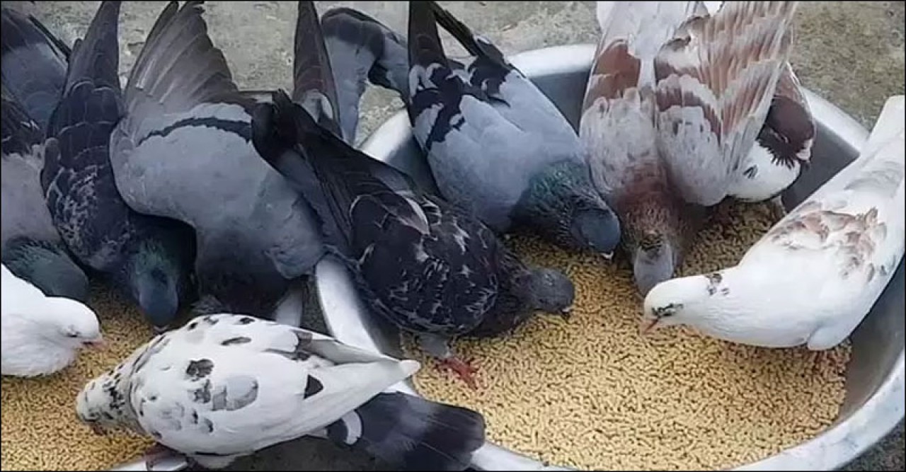 কবুতর পালনে স্বাবলম্বী হচ্ছেন বেকার যুবকরা