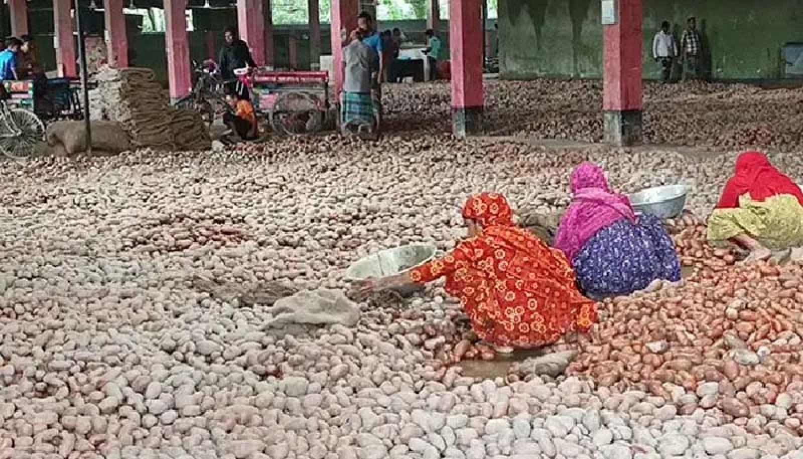 লোডশেডিংয়ে ১৫ লাখ বস্তা বীজ আলু পচন ঝুঁকিতে