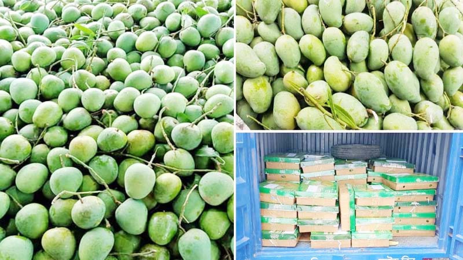 ভারতকে আম উপহার দিলো বাংলাদেশ