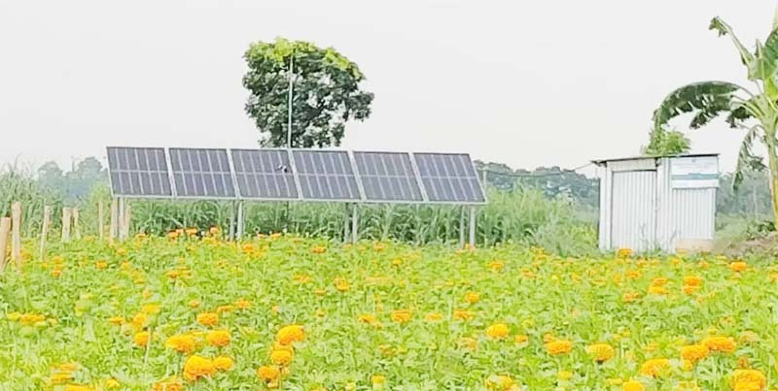 সোলার পাম্পে কমছে সেচ খরচ, বাড়ছে কৃষকের আয়