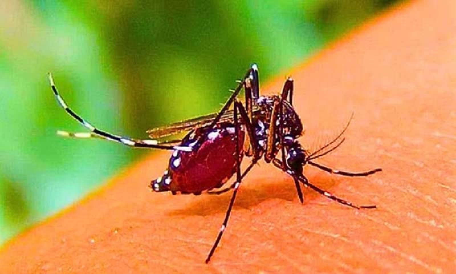 ডেঙ্গু আক্রান্ত হয়ে ছয়জনের মৃত্যু