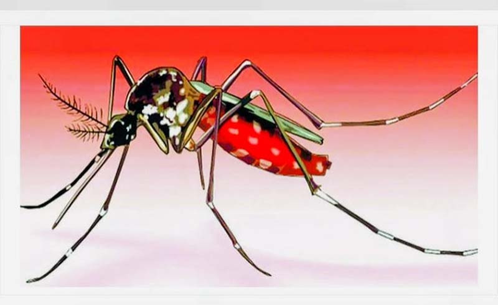 রাজশাহী অঞ্চলে ডেঙ্গুর ভয়াবহ থাবায় বাড়ছে আতঙ্ক॥ চাঁপাইনবাবগঞ্জে  তত্ত্বাবধায়কসহ ১১১ জন আক্রান্ত