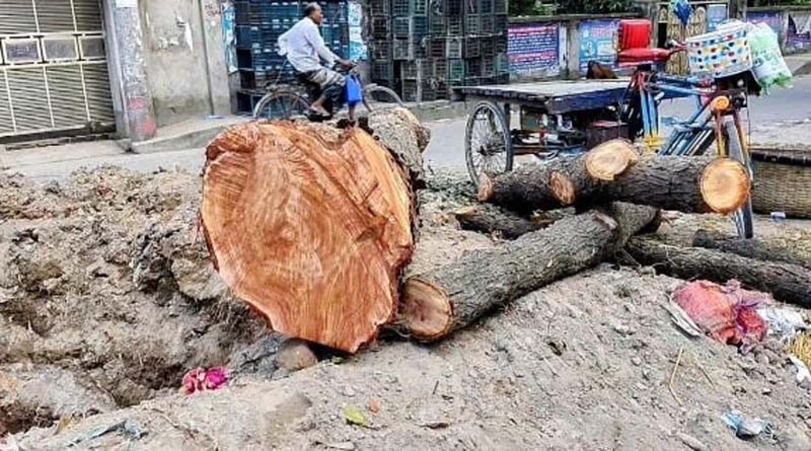 সবুজের আহ্বানের মাঝেই করাতের নিচে লুটিয়ে পড়ছে পুরোনো গাছ