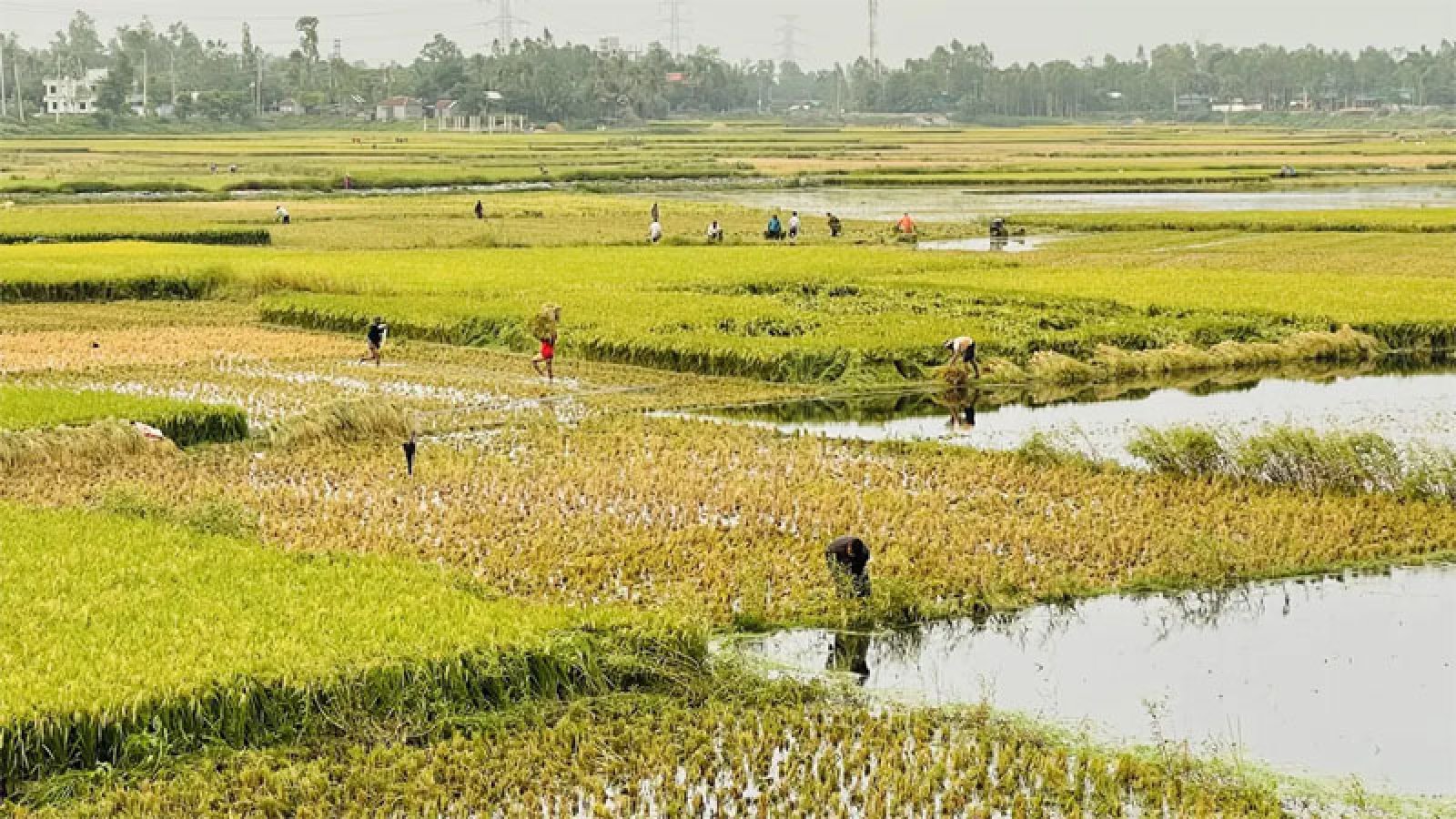 গাজীপুরে হঠাৎ পানি বৃদ্ধিতে ডুবছে বোরো ধান, মজুরি বেড়ে ১২০০