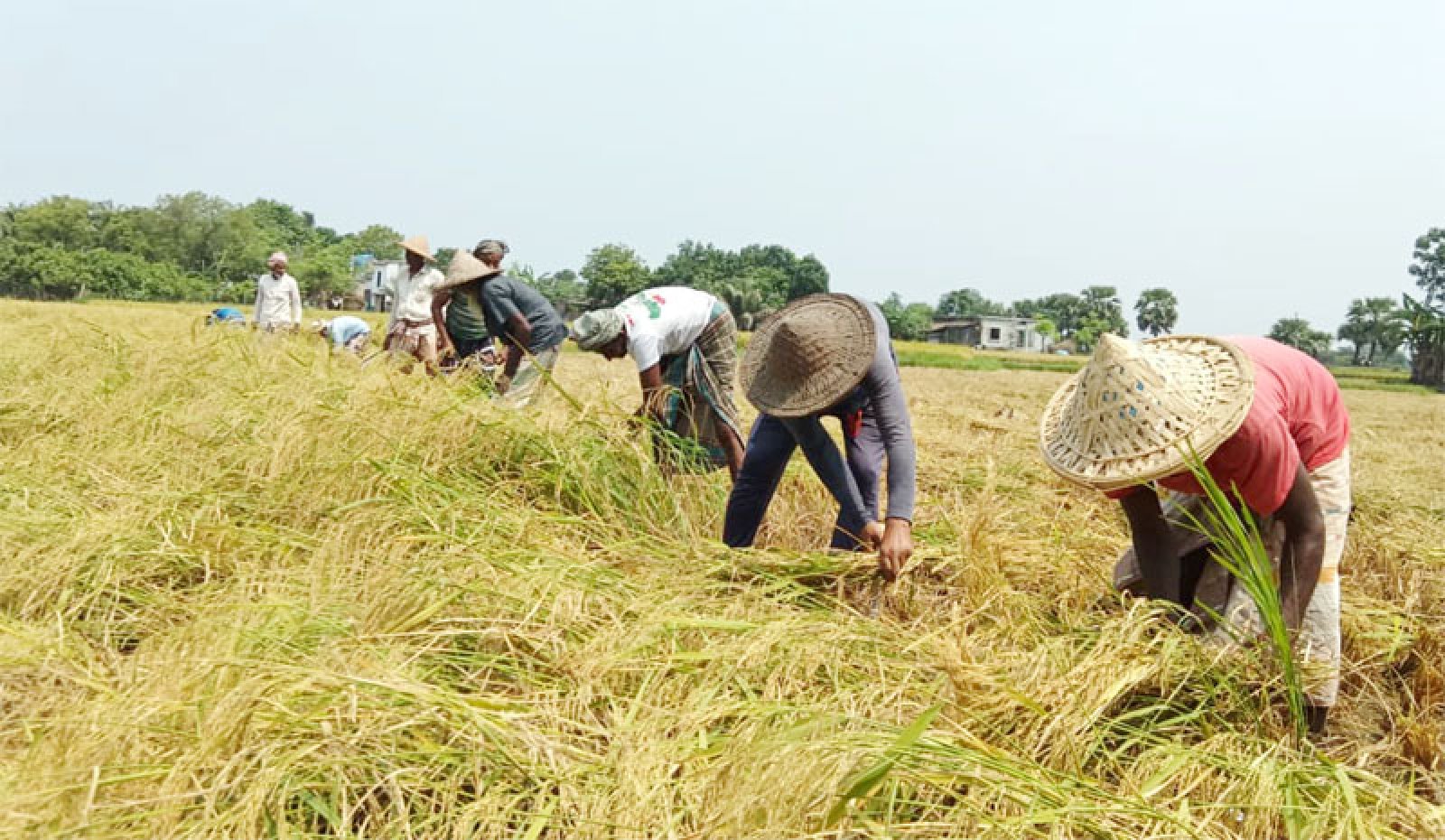 বরেন্দ্র অঞ্চলে বোরো ধান কাটার ধুম বাম্পার ফলন হলেও দাম নিয়ে চিন্তিত কৃষক