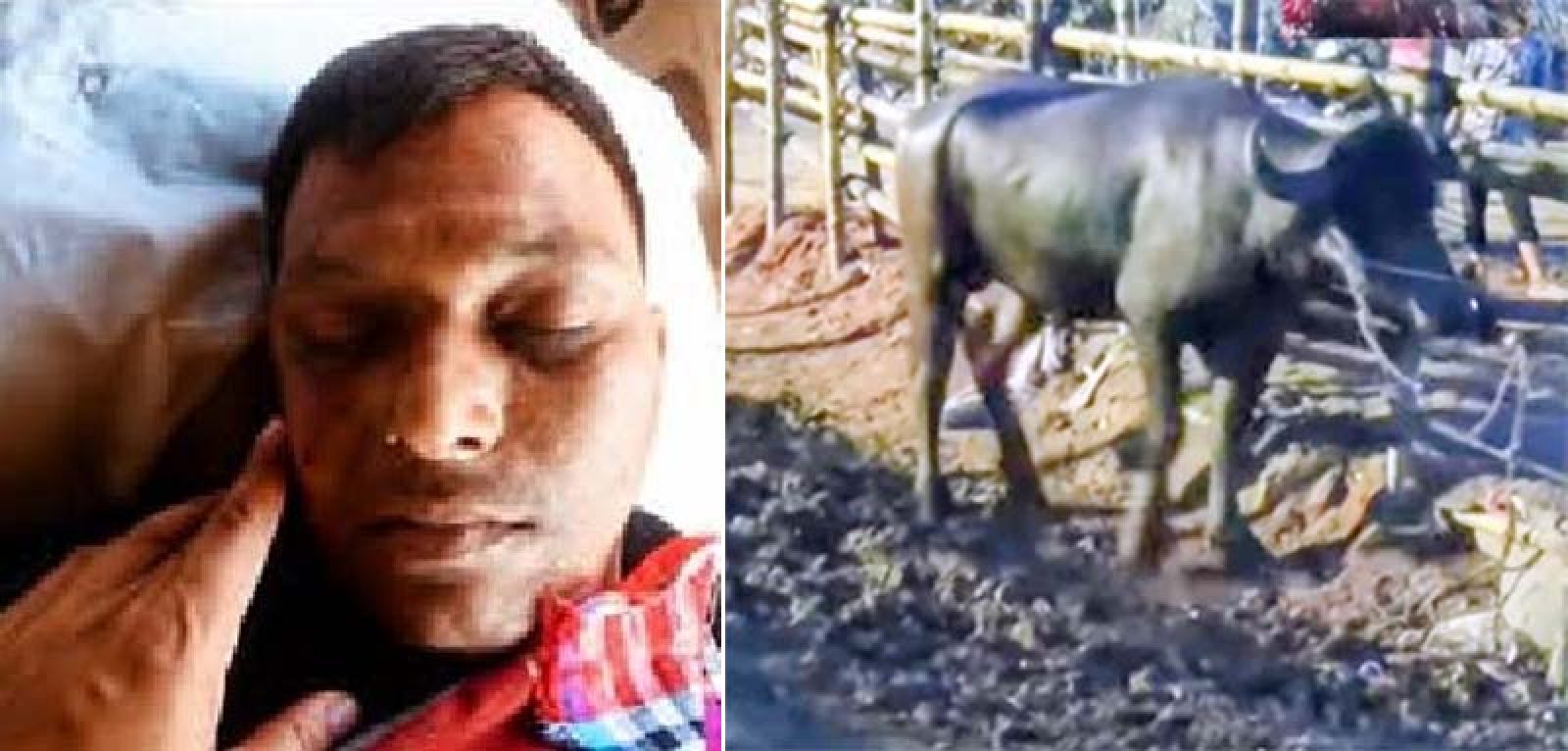 মহিষের শিংয়ের গুঁতোয় যুবকের মৃত্যু