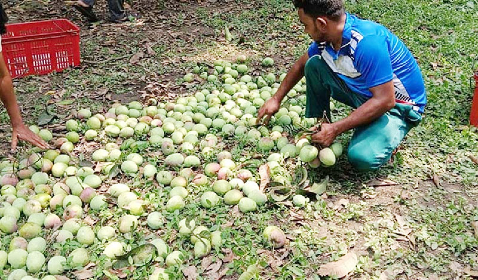 বাগান থেকে গুটি জাতের আম নামানো শুরু