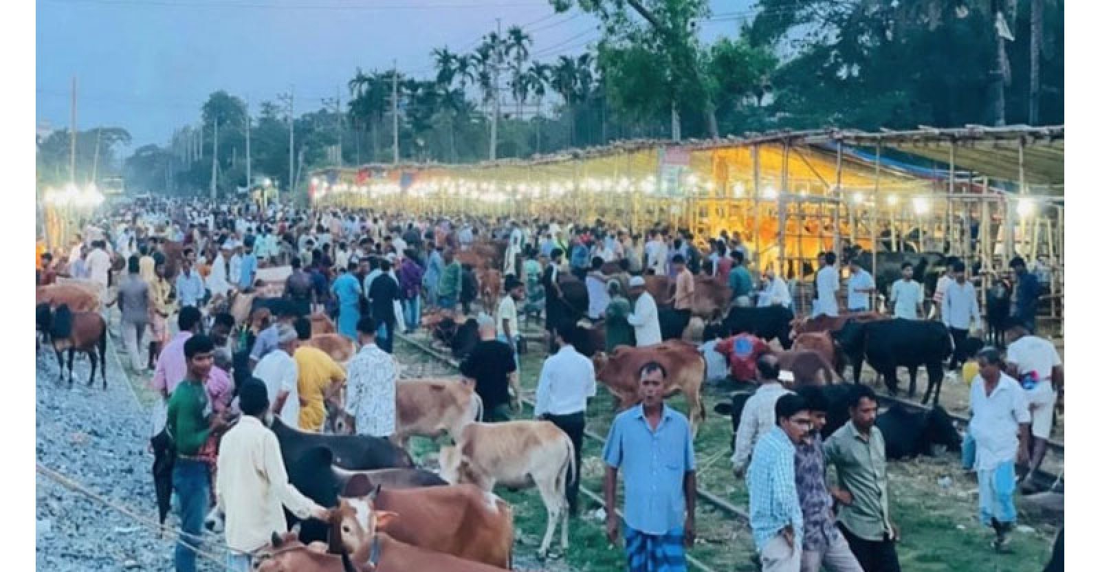 রেল লাইনে কোরবানি পশুর হাট: ট্রেন এলে শুরু হয় দৌড়ঝাঁপ