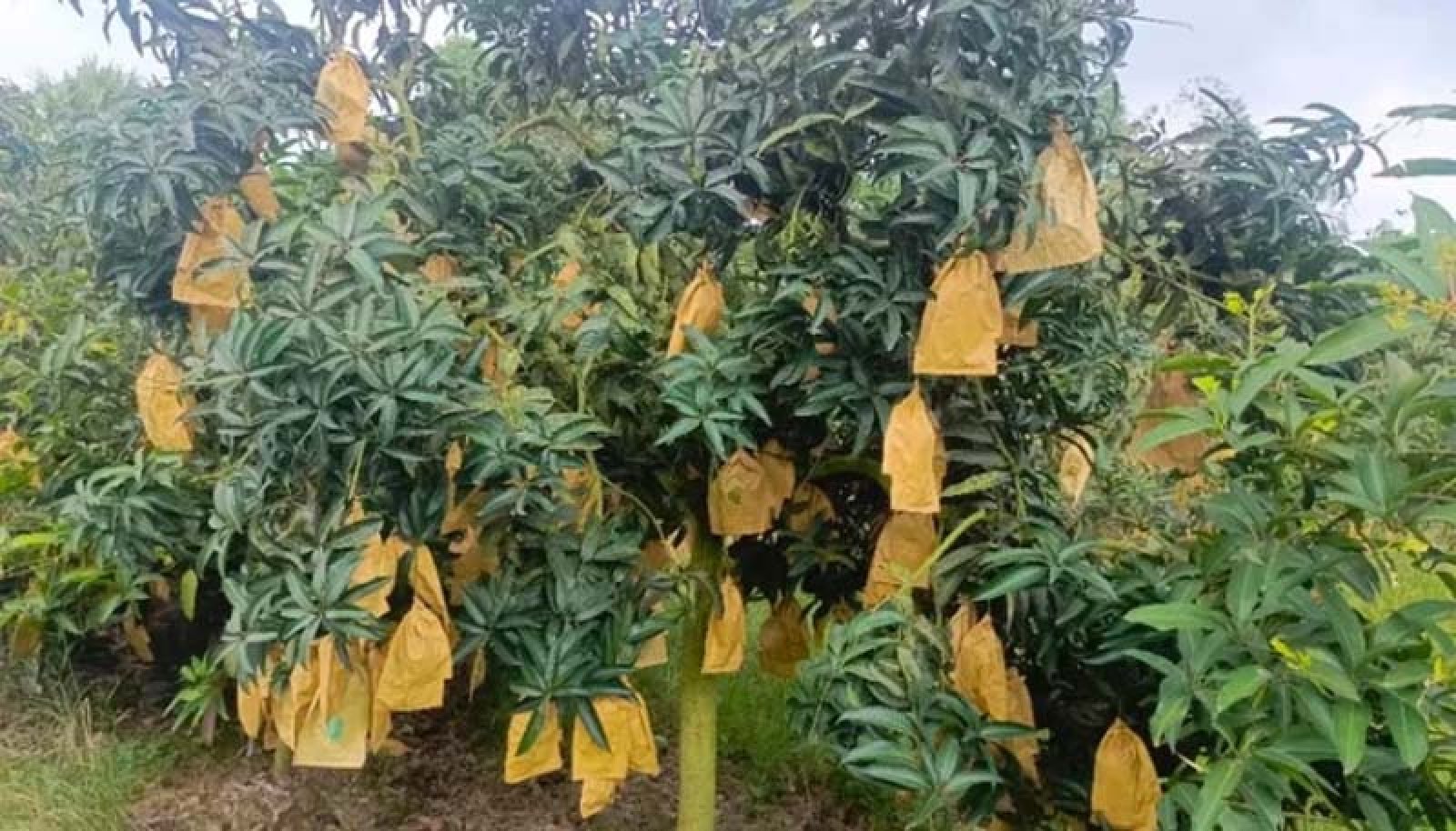 নওগাঁয়  এখনও গাছে ঝুলছে আম