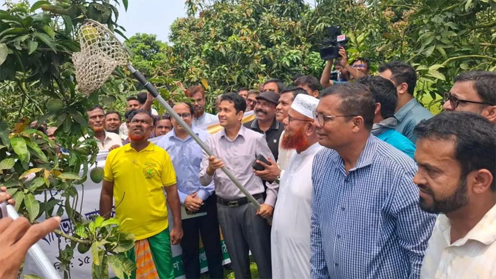 হাঁড়িভাঙা আমের বাজারজাত শুরু