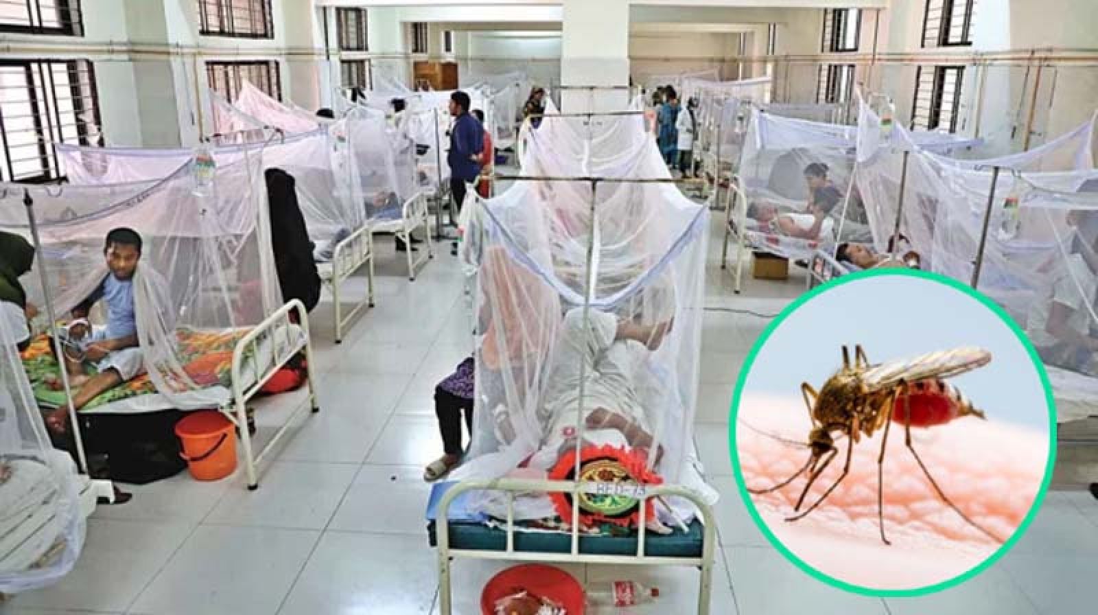 ডেঙ্গু আক্রান্ত হয়ে পাঁচজনের মৃত্যু , হাসপাতালে ভর্তি ১৯২০