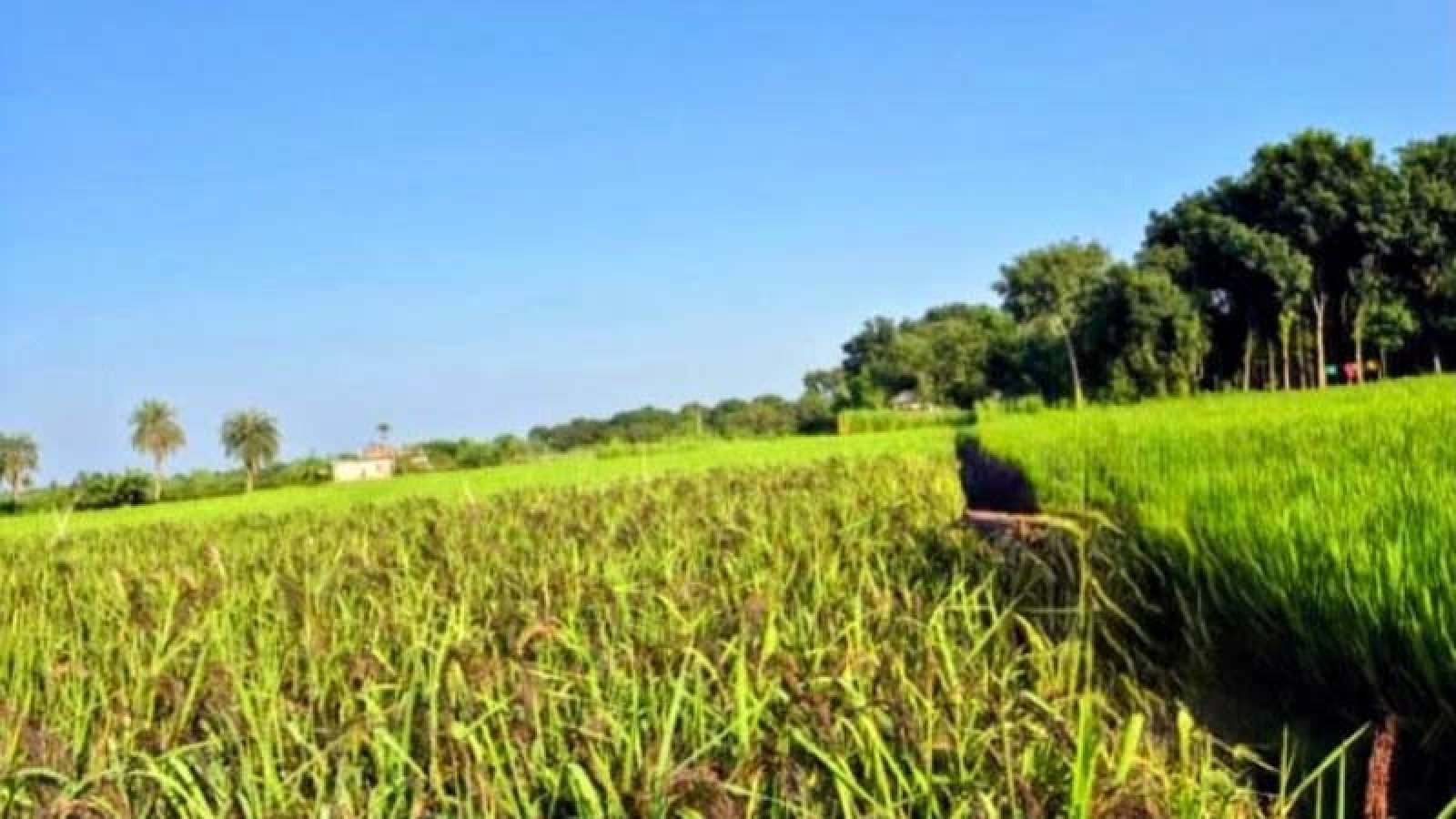 দুর্গাপুরে সোনালী মাঠে কালোর চমক: আশার আলো দেখাচ্ছে পুষ্টিগুণে সমৃদ্ধ ‘ব্ল্যাক রাইস’