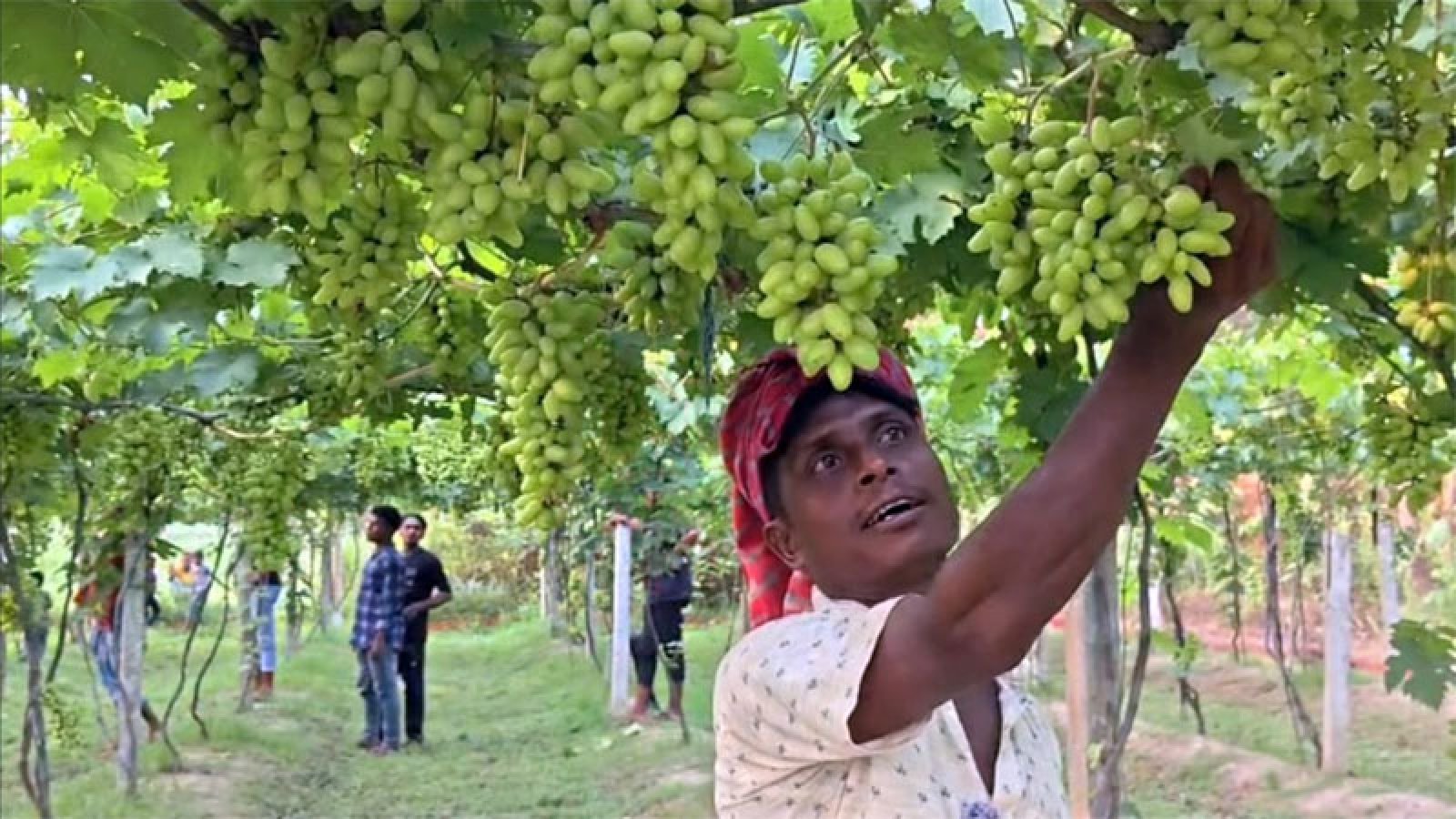 ইউটিউব দেখে আঙুর চাষে যুবকের বাজিমাত