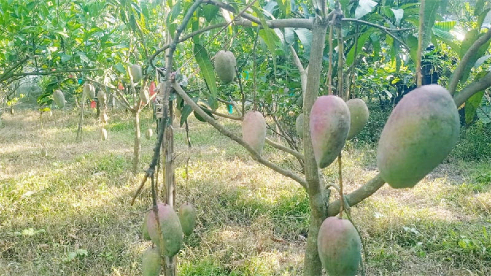 টিউশনের টাকায় ফলবাগান