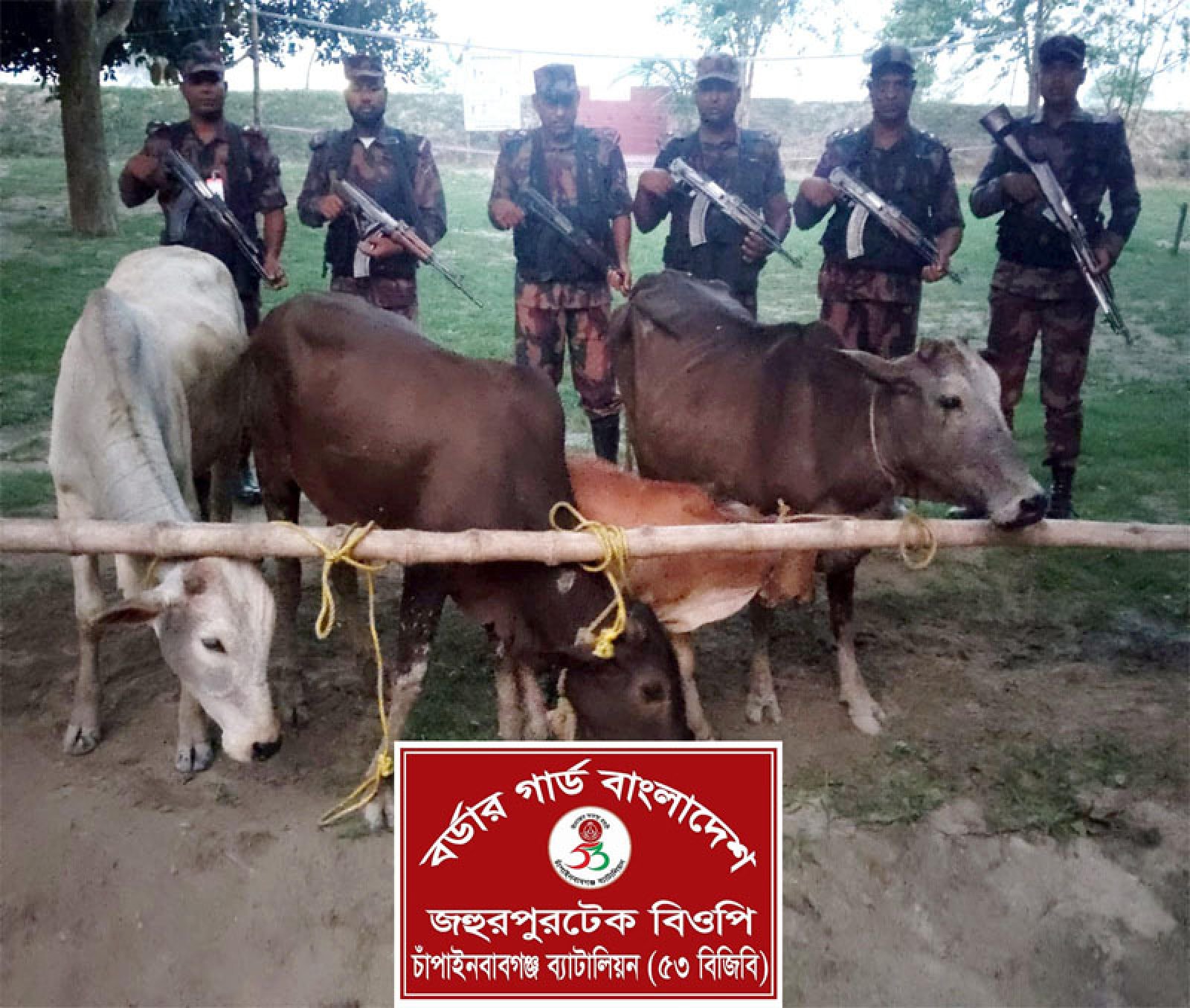 চাঁপাইনবাবগঞ্জ সীমান্তে ৪ ভারতীয় গরু জব্দ