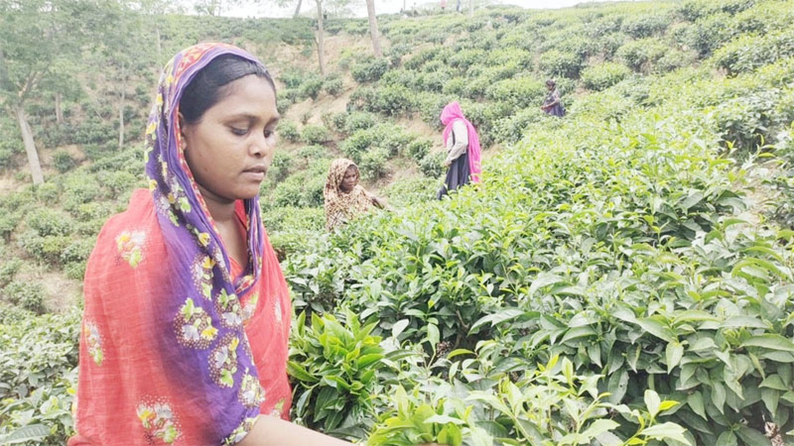 চা শ্রমিকের জীবনটাও২৬ ইঞ্চির চা গাছের মতোই