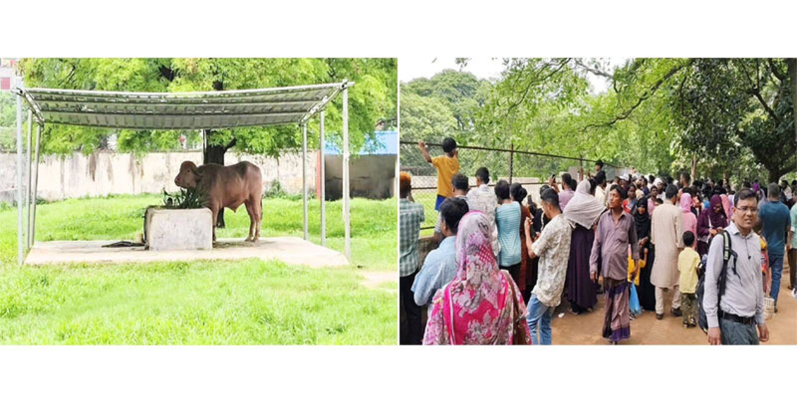 চিড়িয়াখানায় ‘ডোনাল্ড ট্রাম্প’কে দেখতে দর্শনার্থীদের ভিড়