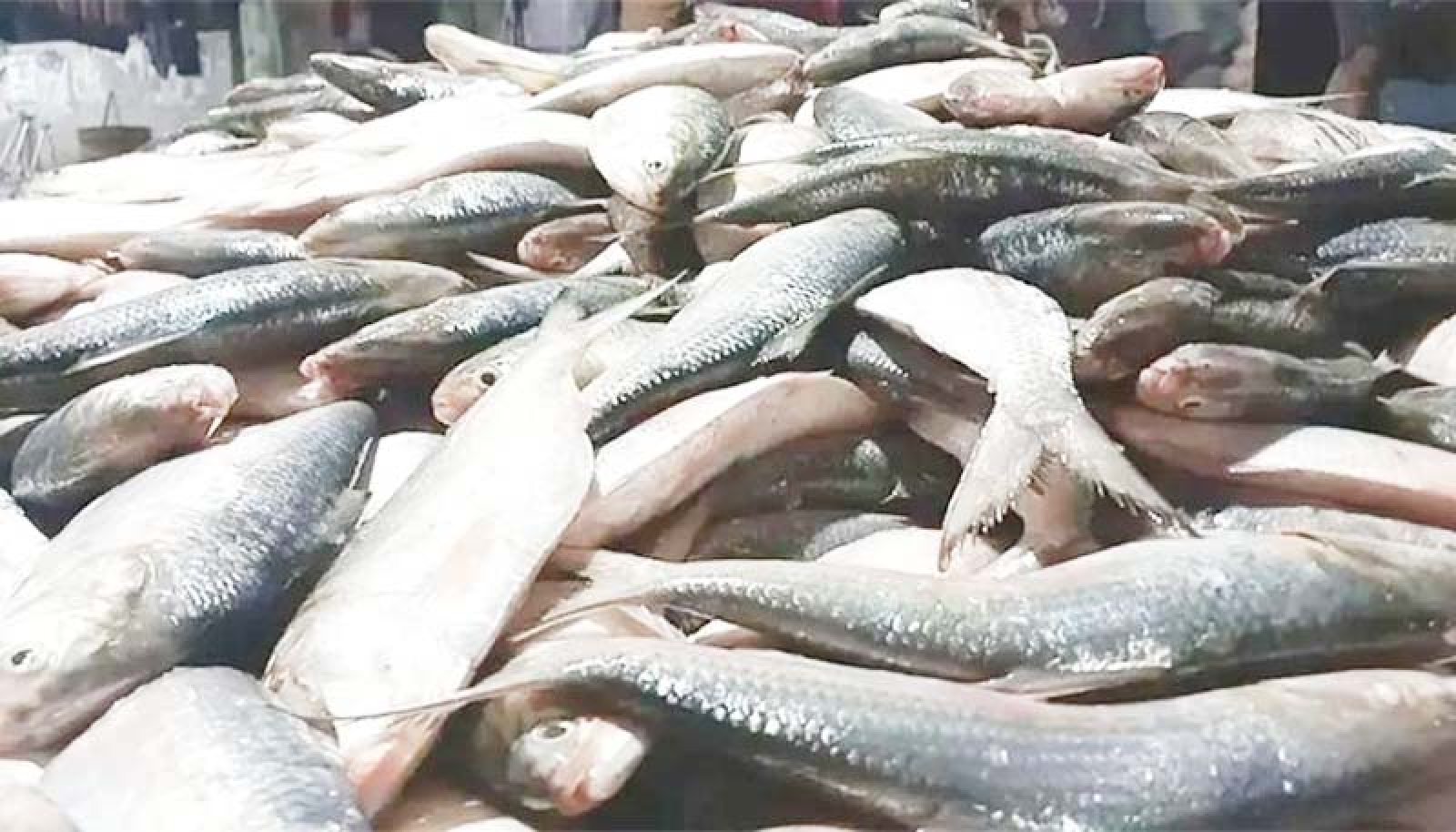 আগামী  ​৮ অক্টোবর থেকে ২২ দিন ইলিশ আহরণ নিষিদ্ধ
