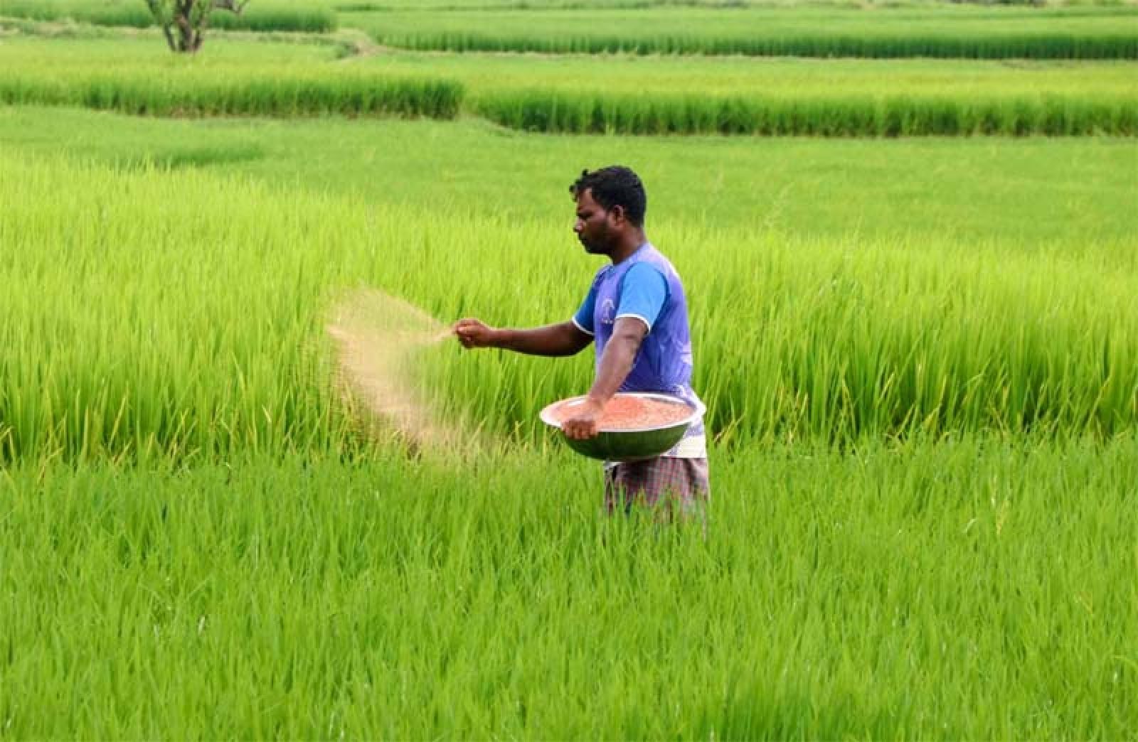 সার সংকট কাটিয়ে জমিতে কৃষকের ব্যস্ততা॥ রোপা আমনে ভালো ফলনের আশা বরেন্দ্র অঞ্চলে