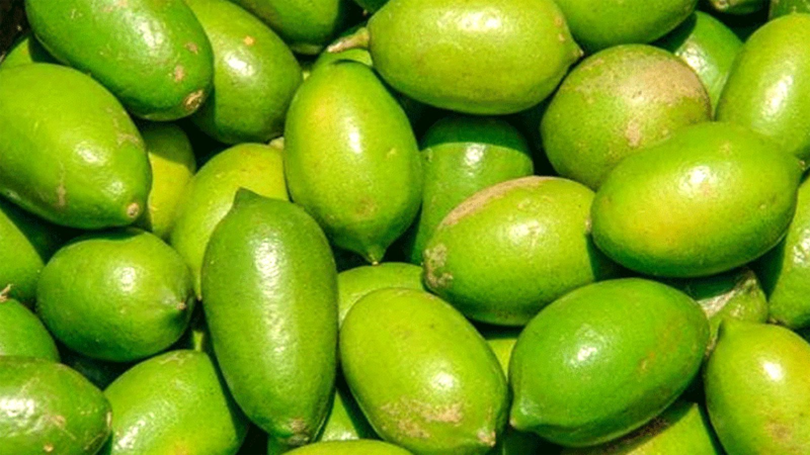 চোখ রাঙাচ্ছে লেবু , হালি  ১২০ টাকা