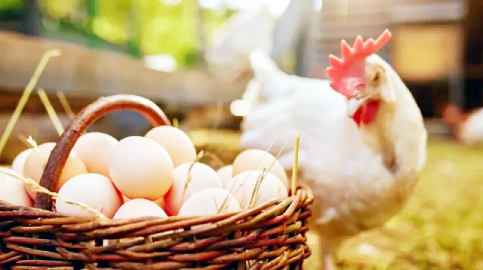 বাংলাদেশসহ ৪০দেশের ডিম-মুরগিতে নিষেধাজ্ঞা