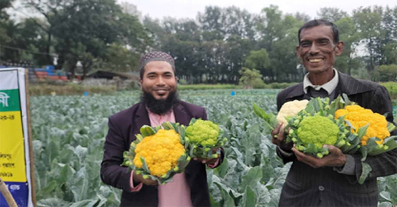 সীতাকুণ্ডে নজর কাড়ছে রঙিন ফুলকপি