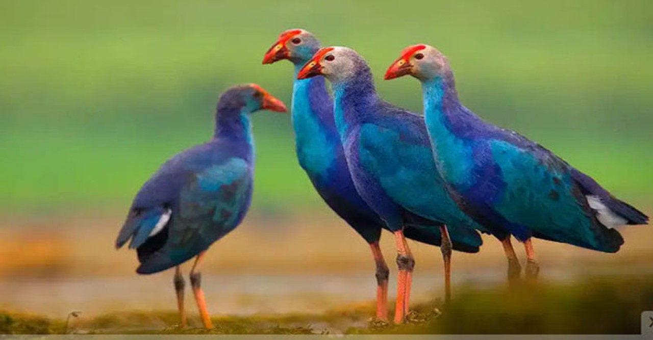 মানুষের মত পাখিরাও জড়াচ্ছে পরকীয়ায়