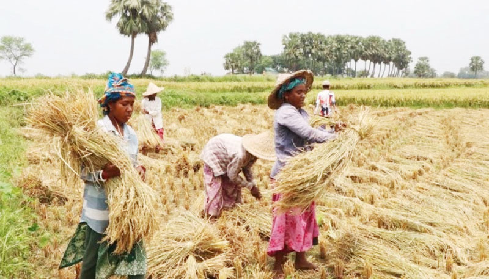 খড়েই টিকে থাকার জন্য লড়াই , ধান বিক্রিতে নেই লাভ