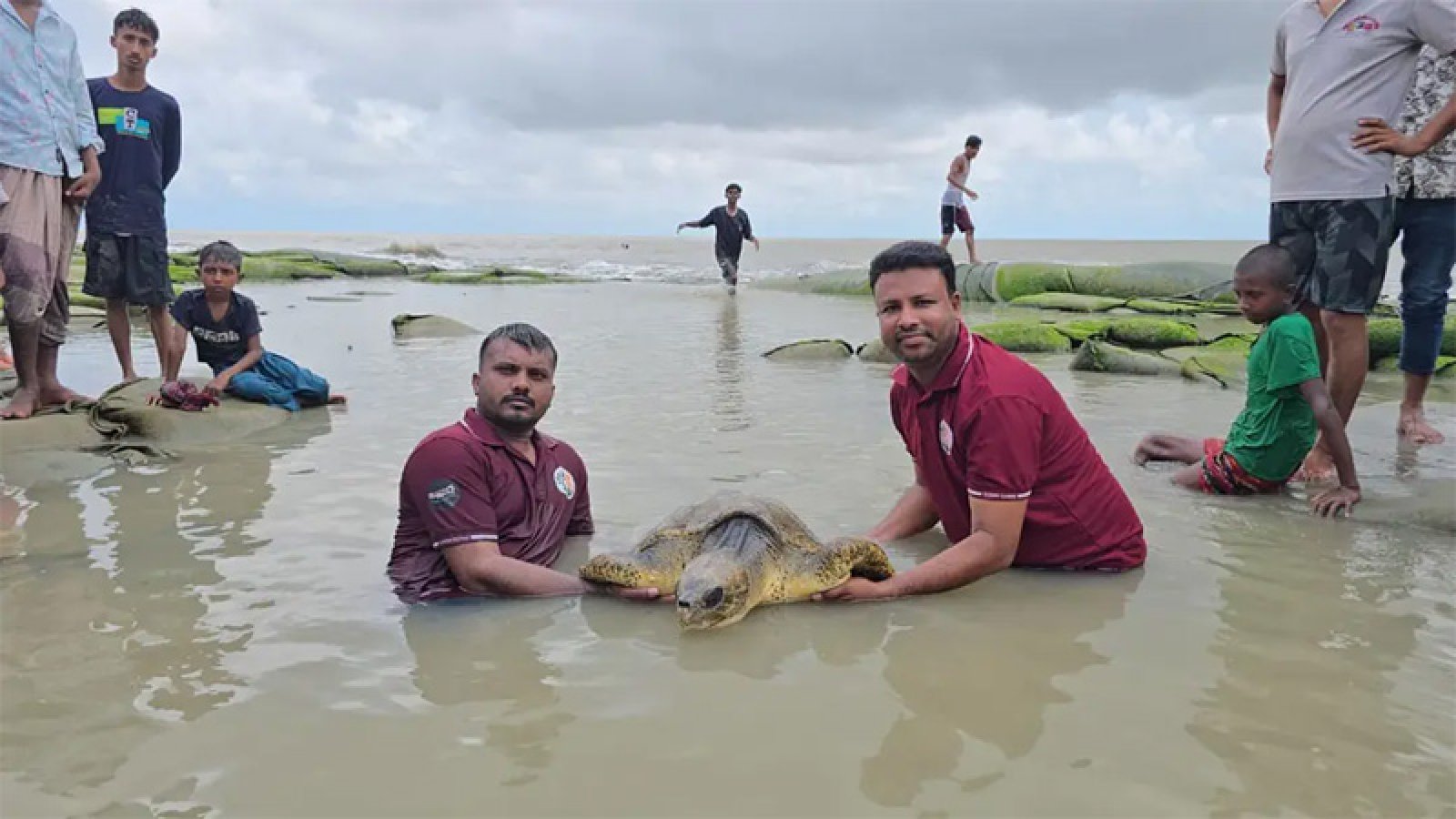 কুয়াকাটা সৈকতে ভেসে এলো বিরল ‘অলিভ রিডলি’ কচ্ছপ