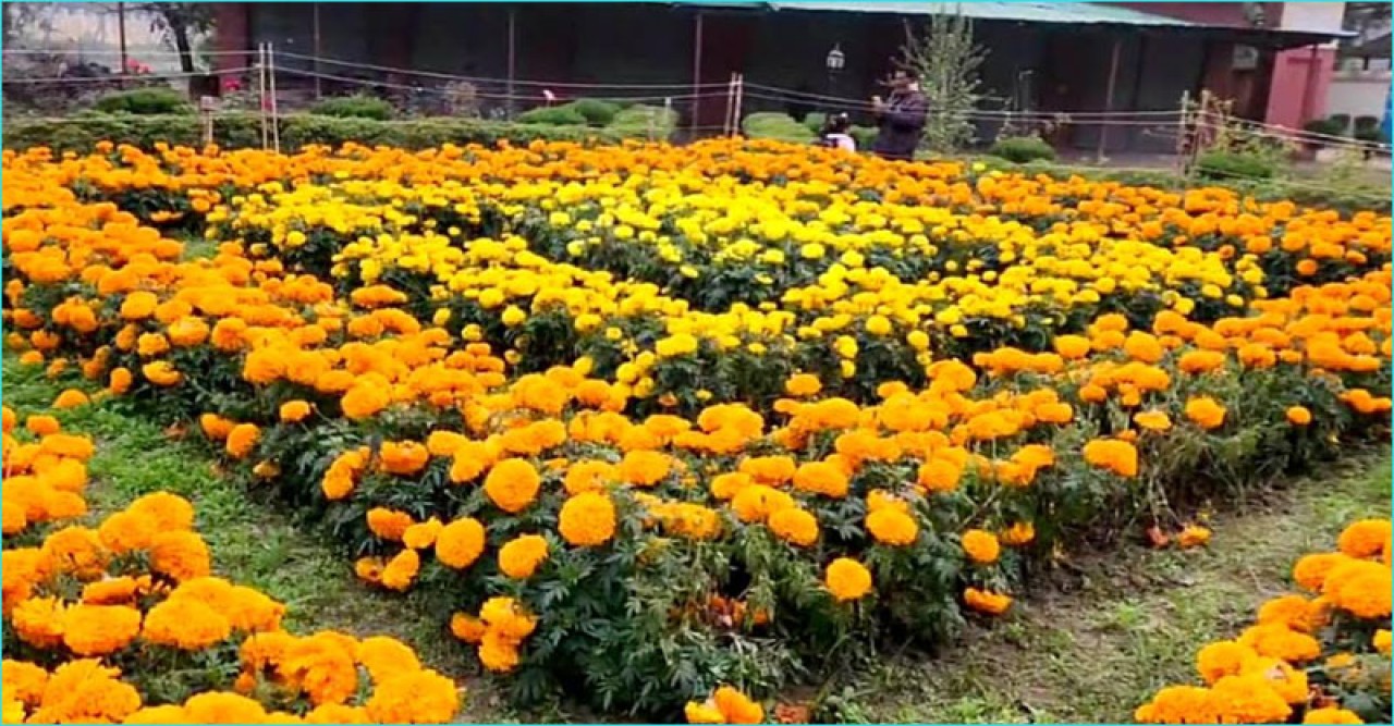 উত্তরা গণভবন যেন এক ফুলের রাজ্য, মুগ্ধ দর্শনার্থীরা