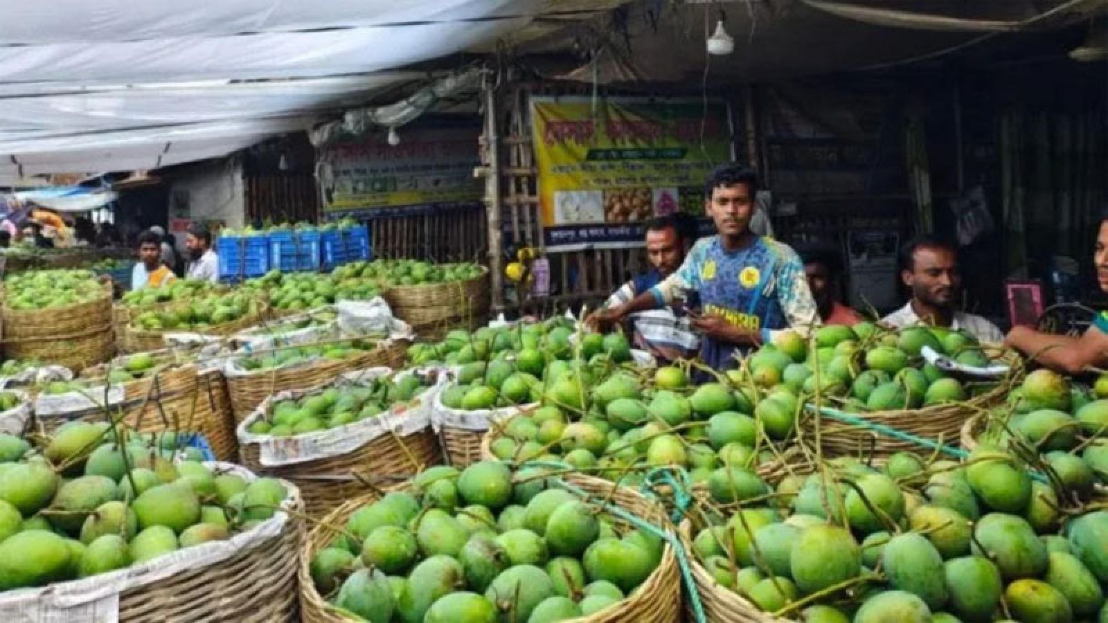 ক্রেতা সংকটে আশানুরূপ দাম না পেয়ে হতাশ রাজশাহীর আম চাষিরা