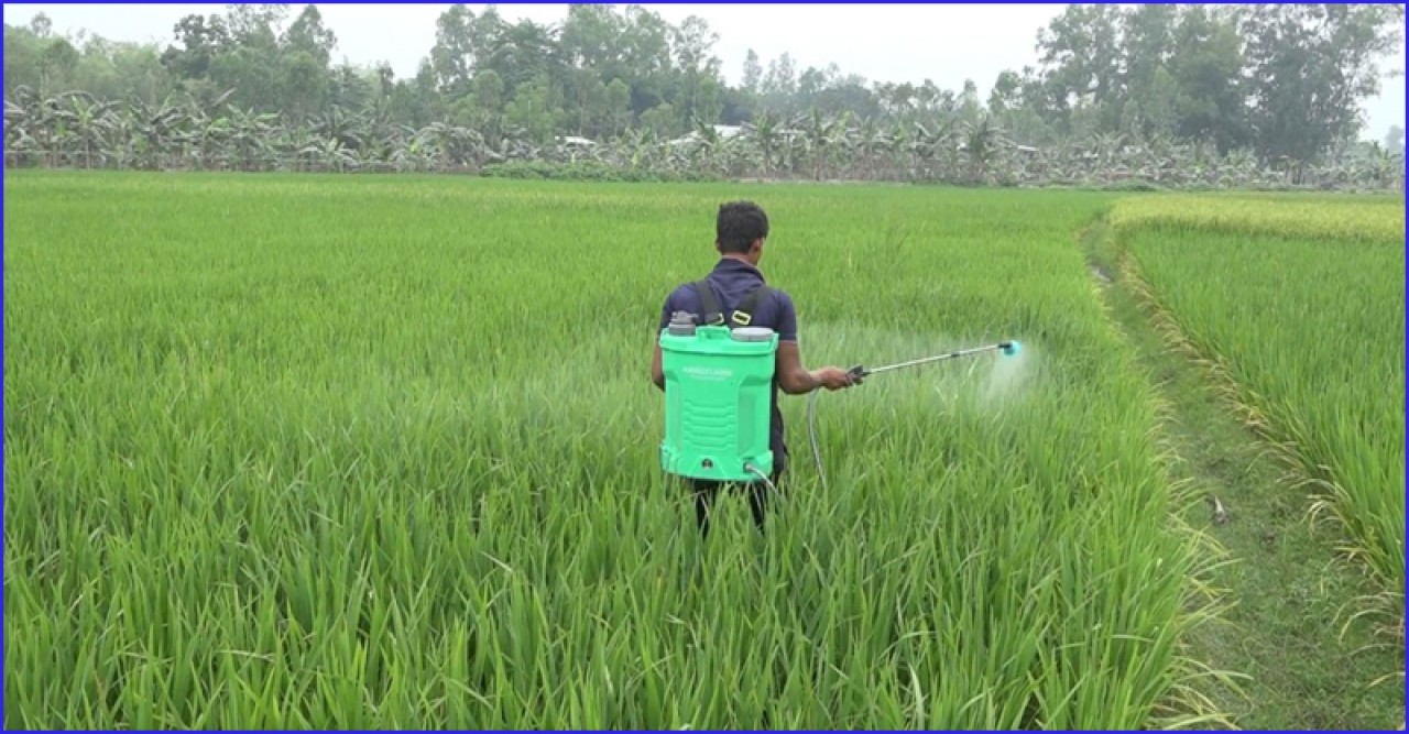 ঝুঁকিতে বোরো উৎপাদন॥ চিটা হওয়ার শঙ্কা