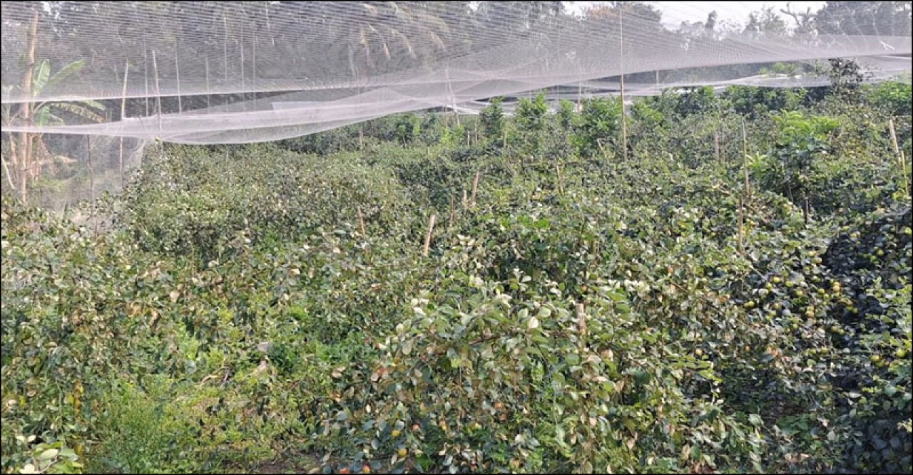 বাগান থেকে ৪০০ মণ বরই চুরি
