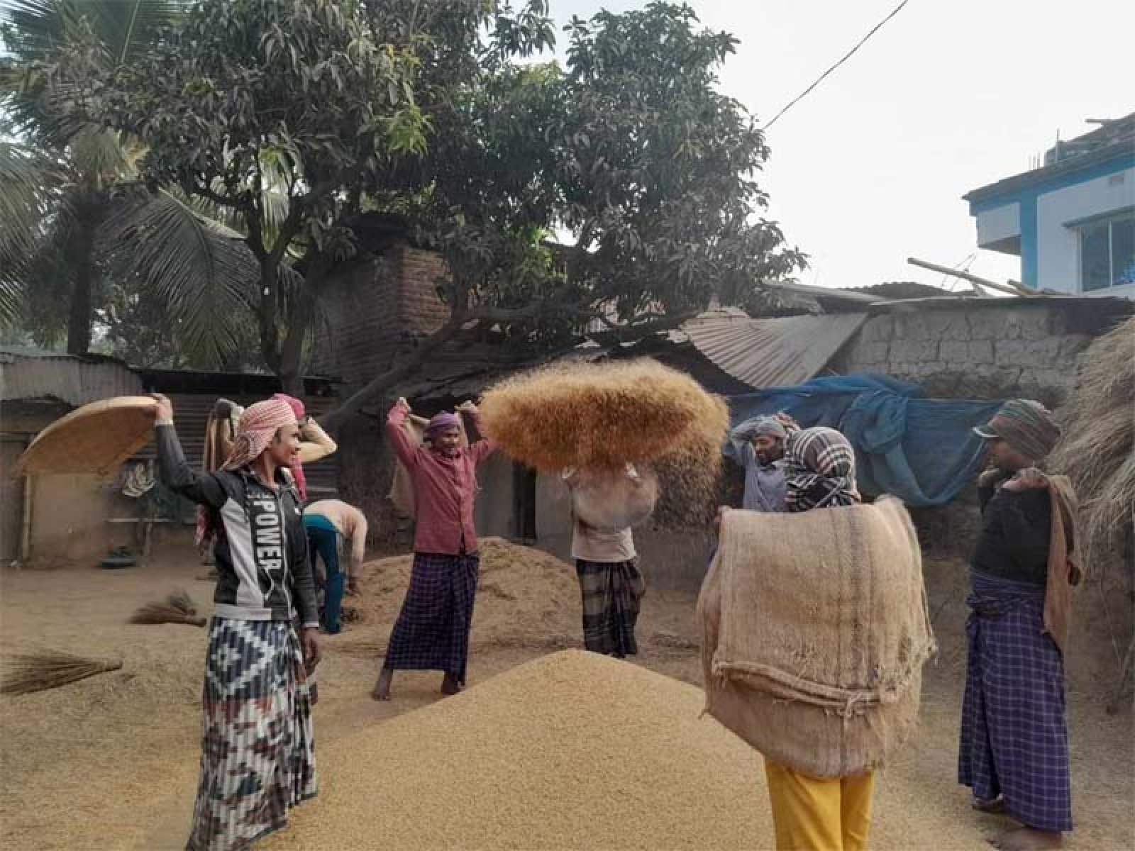 নিয়ামতপুরে ধান বিক্রি করতে না পেরে বিপাকে কৃষক