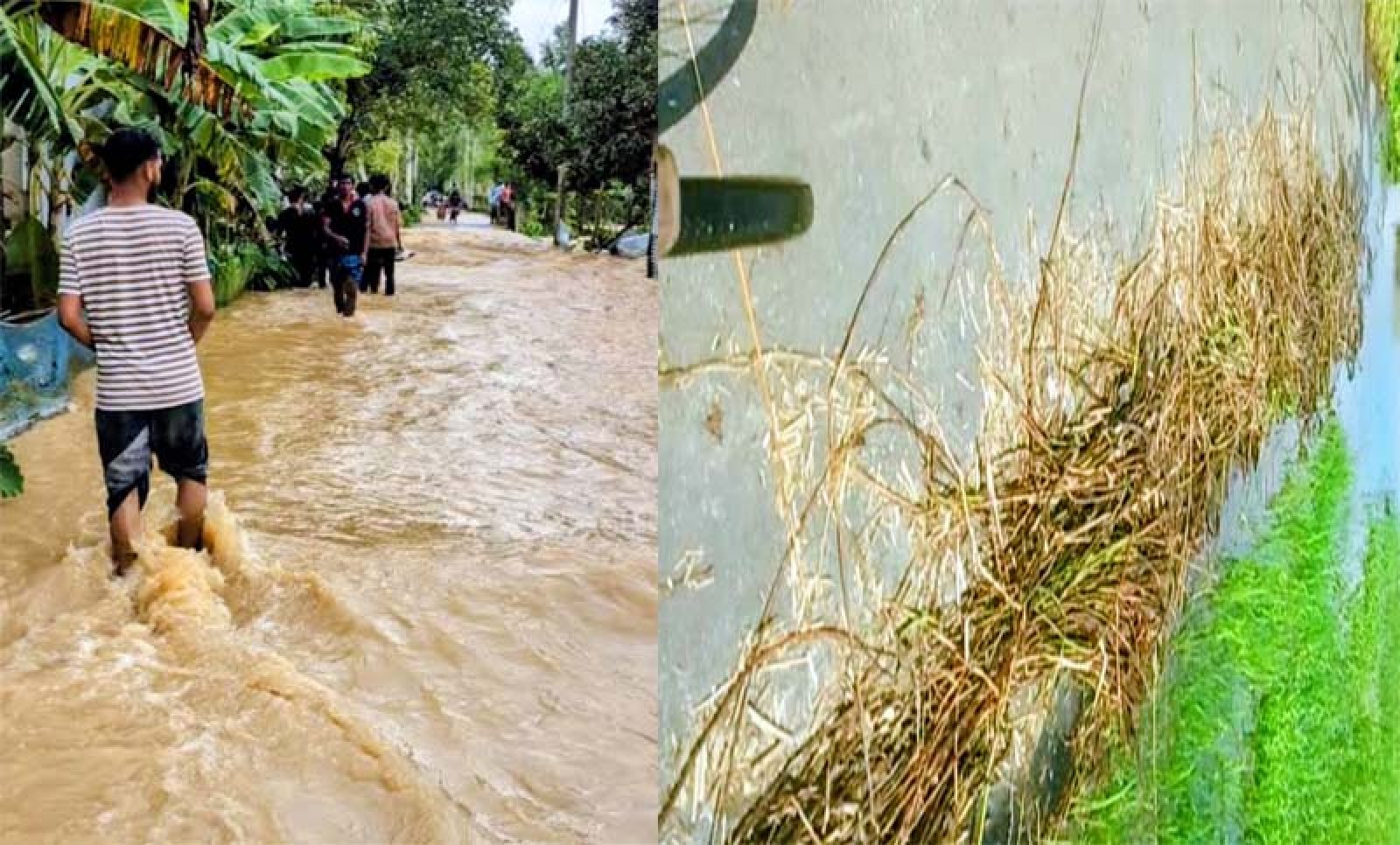 বাড়ছে পদ্মার পানি , ডুবছে সড়ক-নিচু এলাকা ॥  বন্যা-ভাঙনের আতঙ্কে বাঘার চরাঞ্চলের মানুষ