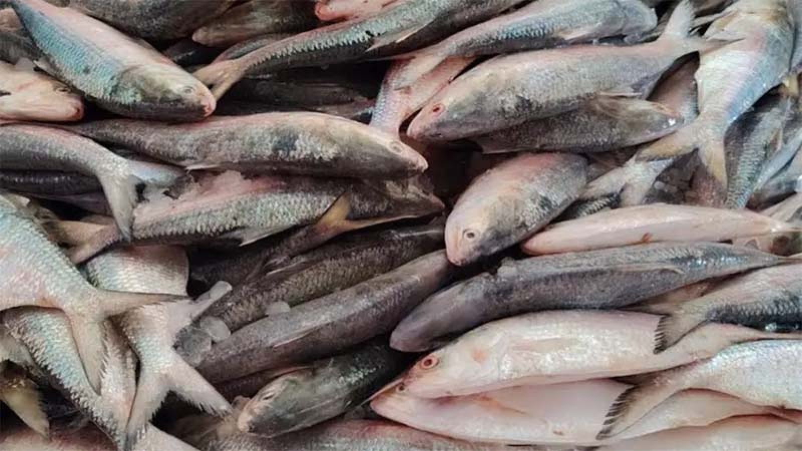 হাতিয়ায় এক ট্রলারে মিলল ৬০ মণ ইলিশ