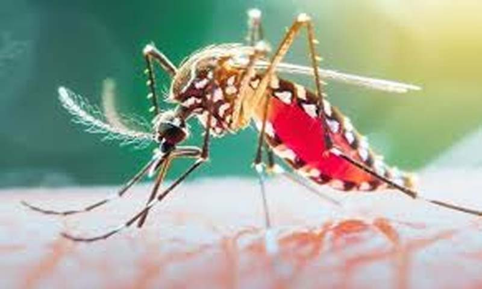 ডেঙ্গু আক্রান্ত হয়ে ছয়জনের মৃত্যু , হাসপাতালে ভর্তি ১৯৪৮
